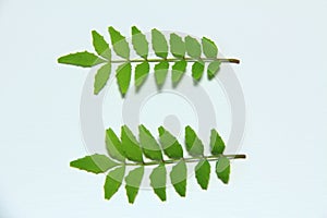 Smilaxã€Decoration, for synthesis